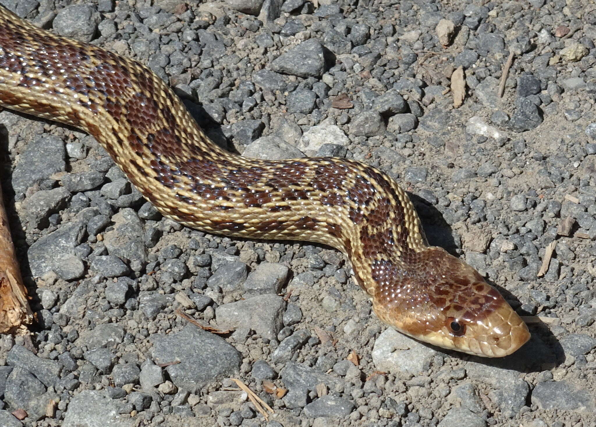 Pituophis catenifer catenifer (Blainville 1835)的圖片