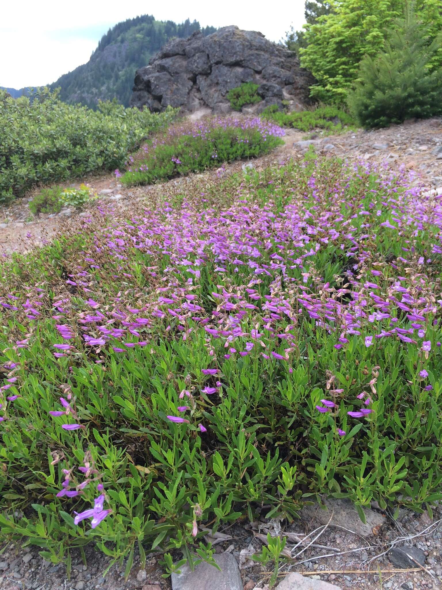 صورة Penstemon cardwellii Howell