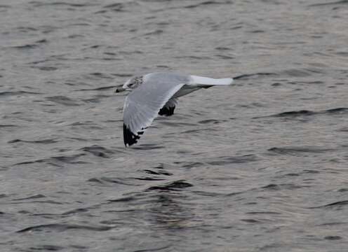 Image of Ring-billed Gull