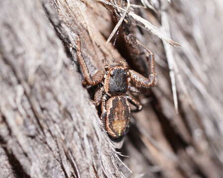 Image of Country Crab Spider