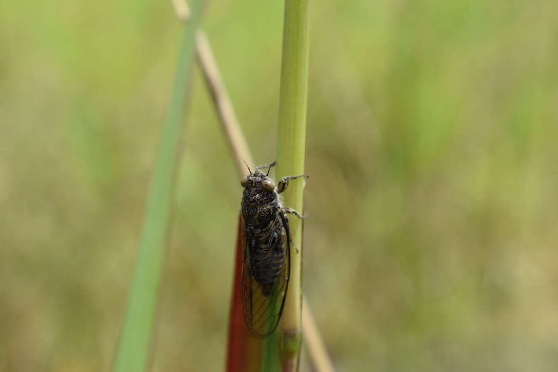 Image of clay bank cicada