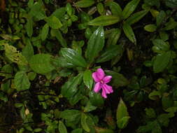 Imagem de Impatiens firmula Baker