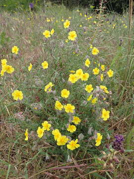 Imagem de Helianthemum hirtum (L.) Miller