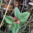 Imagem de Gaultheria glomerata (Cavanilles) Sleumer