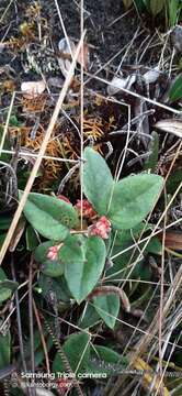 Image of Gaultheria glomerata (Cavanilles) Sleumer