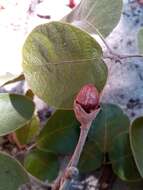 Image of Vitex perrieri Danguy