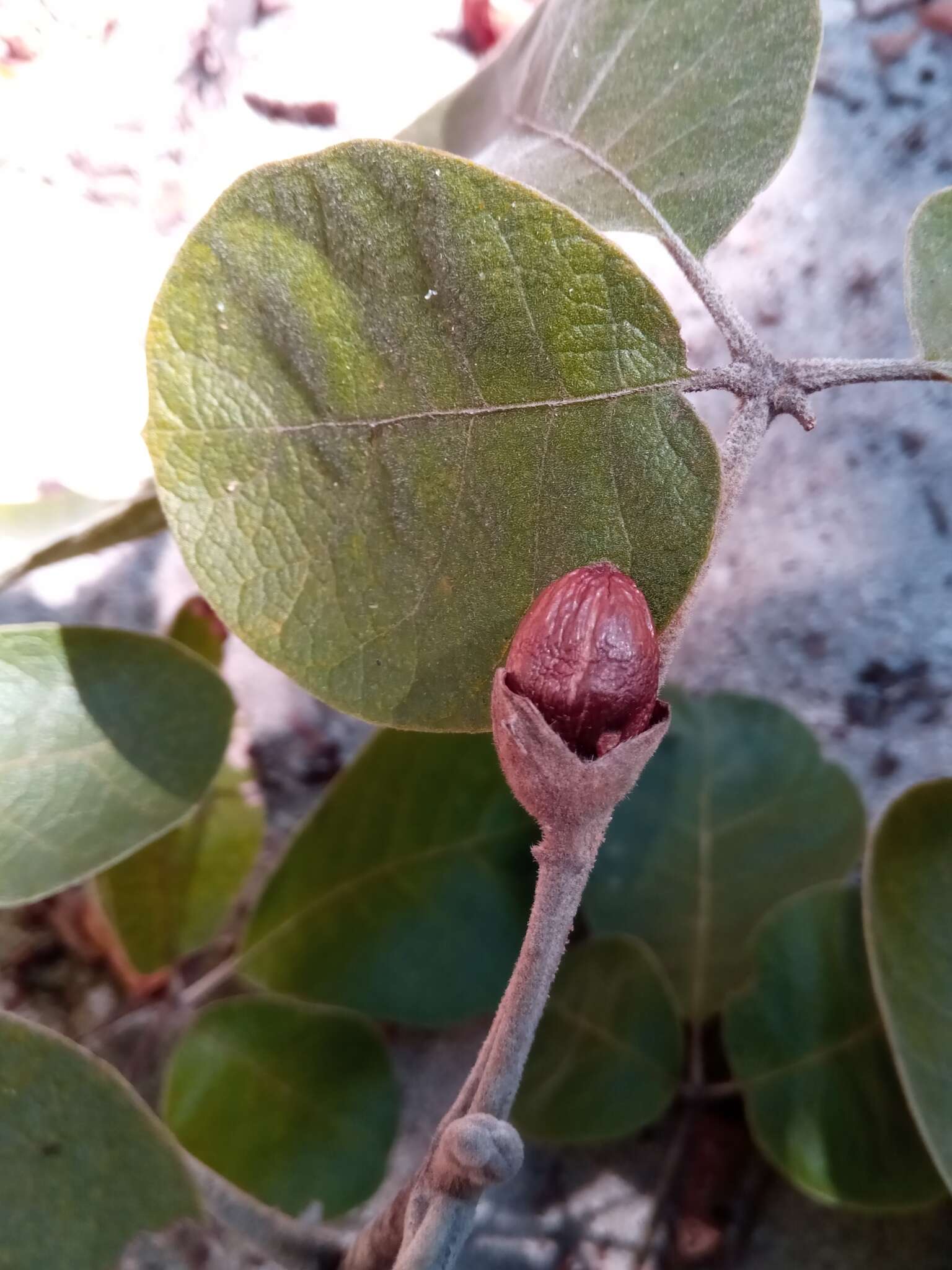 Image of Vitex perrieri Danguy