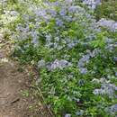 Phlox divaricata subsp. laphamii (Alph. Wood) Wherry的圖片