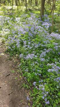 Phlox divaricata subsp. laphamii (Alph. Wood) Wherry的圖片