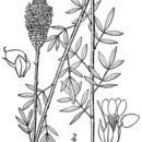 Image of white prairie clover