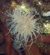 Image of small snakelocks anemone