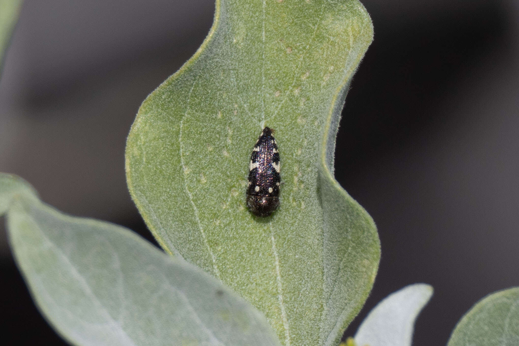 Image de Acmaeodera vernalis Barr 1972