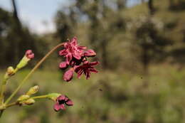 Image of red buckwheat