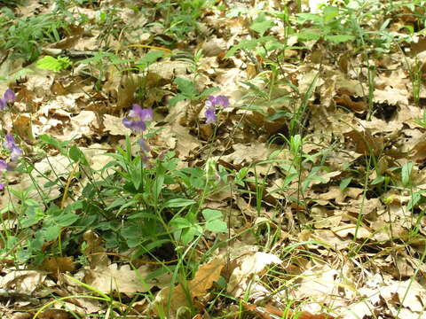 Imagem de Lathyrus laxiflorus (Desf.) Kuntze