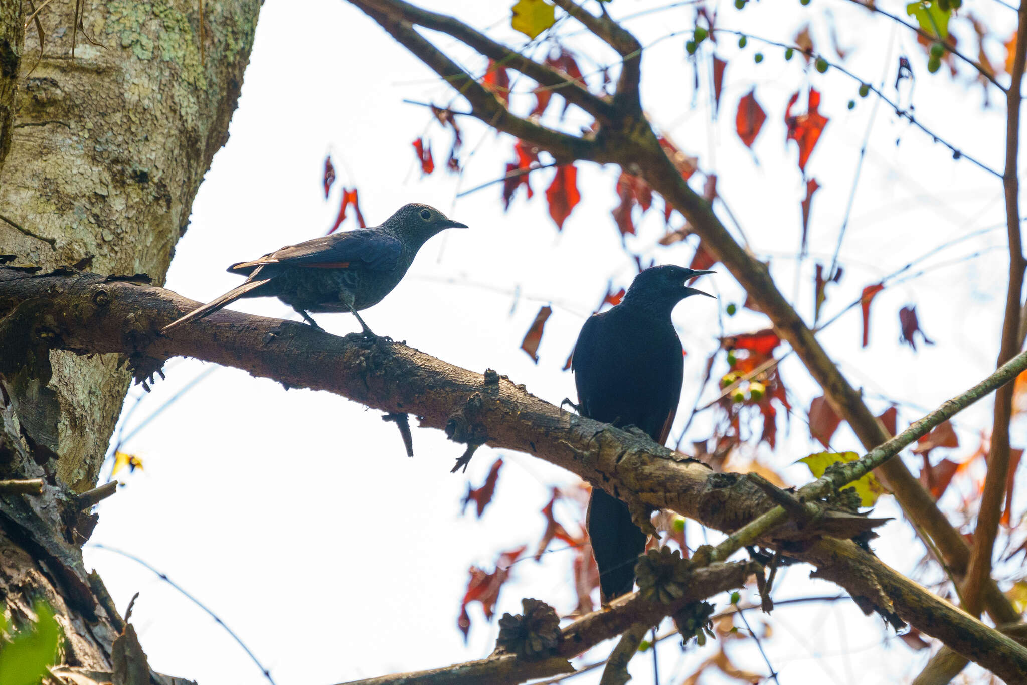 Image of Slender-billed Chestnut-winged Starling