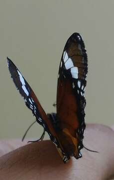 Image de Danaus (Anosia) chrysippus subsp. bataviana Moore 1883