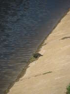 Image of slider turtle, red-eared terrapin, red-eared slider