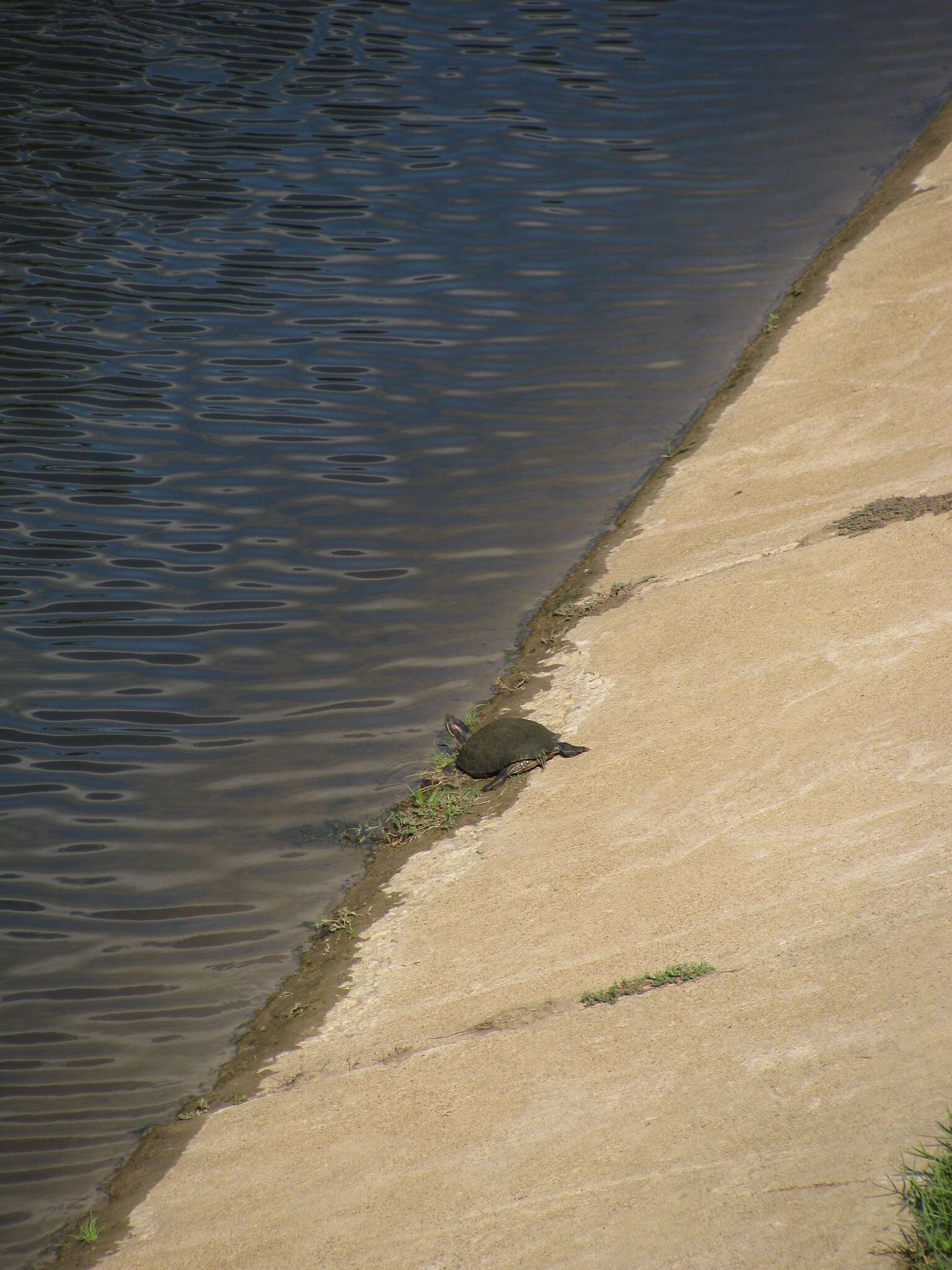 Image of slider turtle, red-eared terrapin, red-eared slider