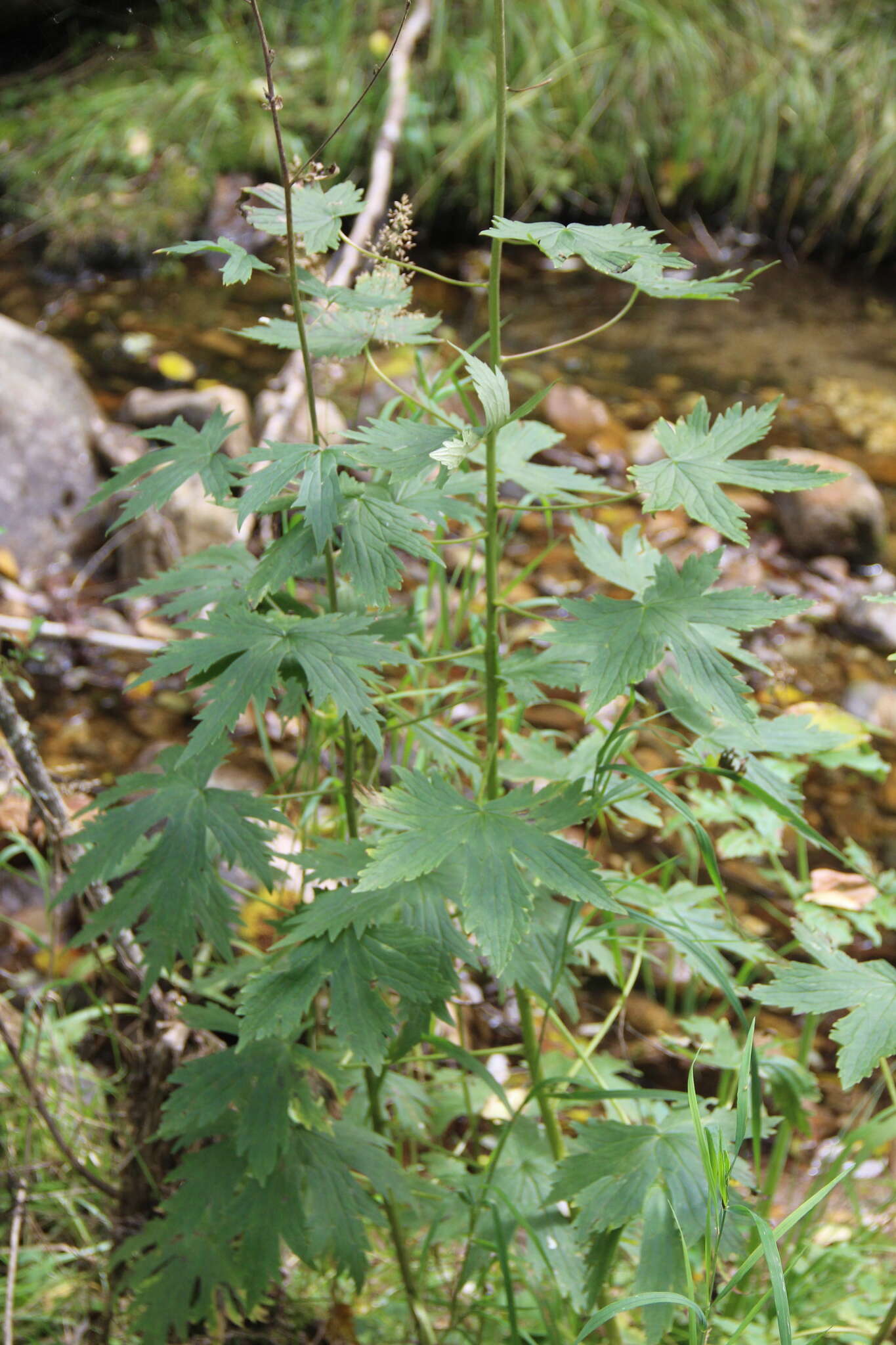 Aconitum septentrionale subsp. rubicundum (Fisch.) V. N. Voroschilov resmi