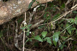 Image of Rhinacanthus gracilis Klotzsch