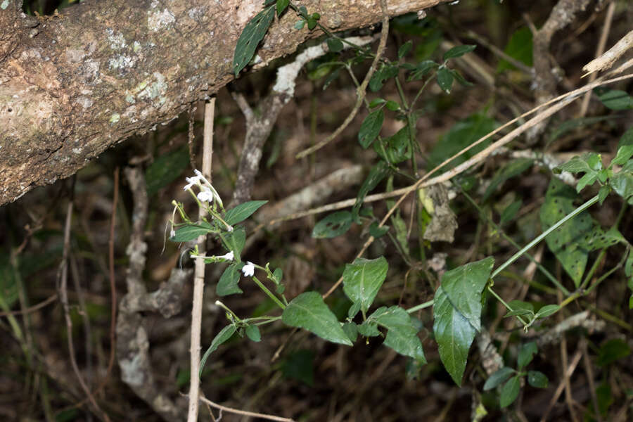 Rhinacanthus gracilis Klotzsch resmi