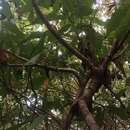 Image de Magnolia fraseri var. pyramidata (W. Bartram) Pamp.