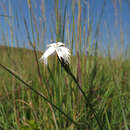 صورة Dianthus mooiensis subsp. kirkii (Burtt Davy) Hooper