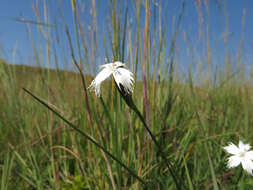 Image of Dianthus mooiensis subsp. kirkii (Burtt Davy) Hooper