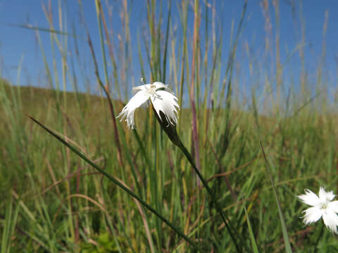 صورة Dianthus mooiensis subsp. kirkii (Burtt Davy) Hooper