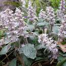 Image of Ajuga nipponensis Makino