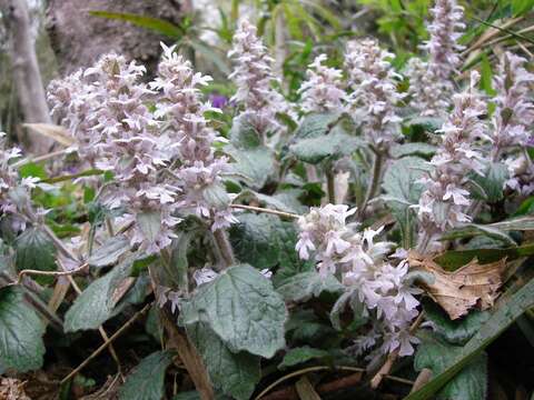 Image of Ajuga nipponensis Makino