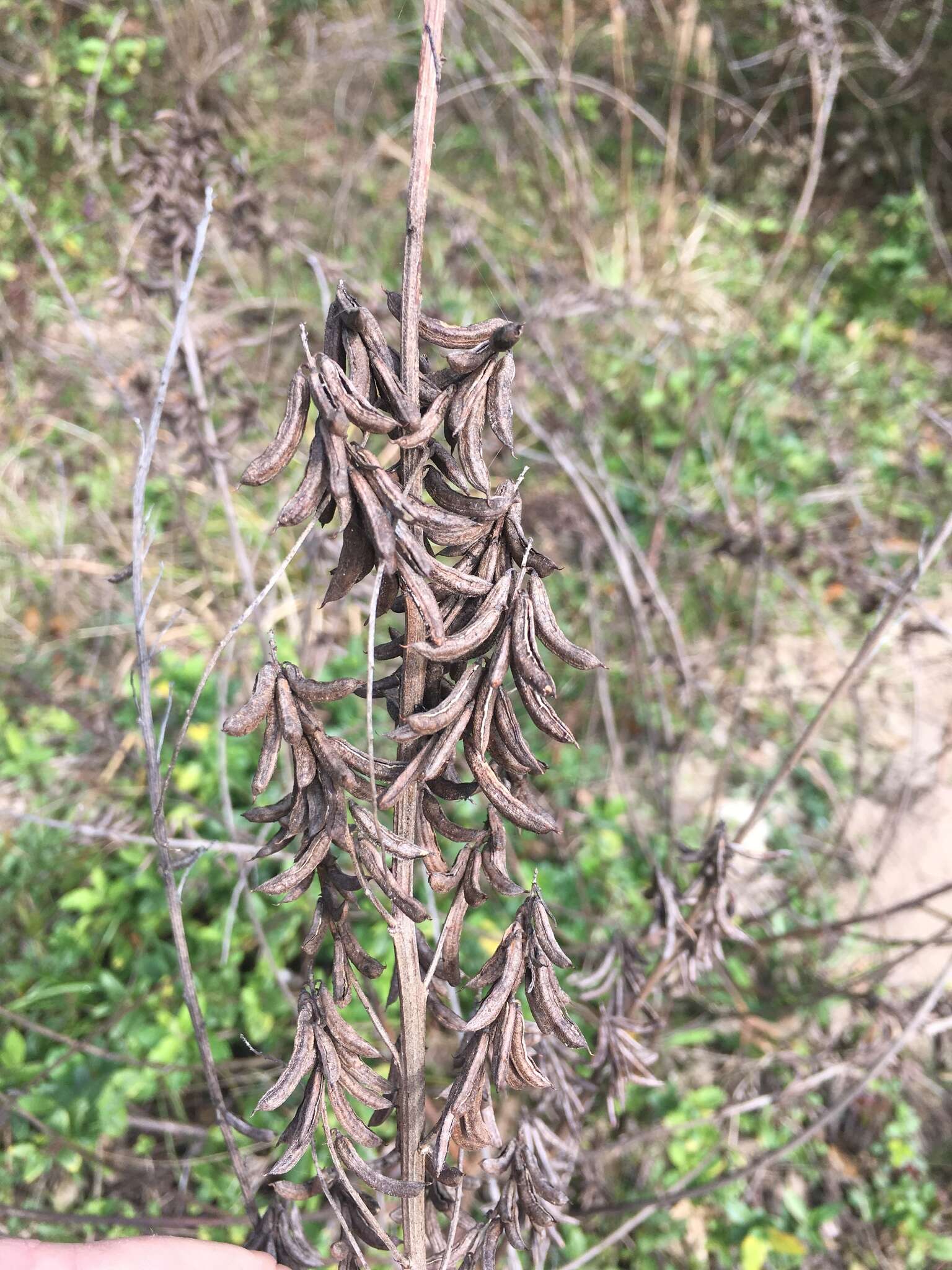 Imagem de Indigofera suffruticosa Mill.