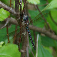 Image of Spatterdock Darner