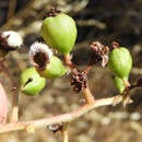 Image of Toyon Fruit Gall Midge