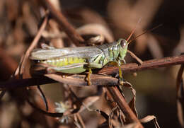 Слика од Melanoplus yarrowii (Thomas & C. 1875)