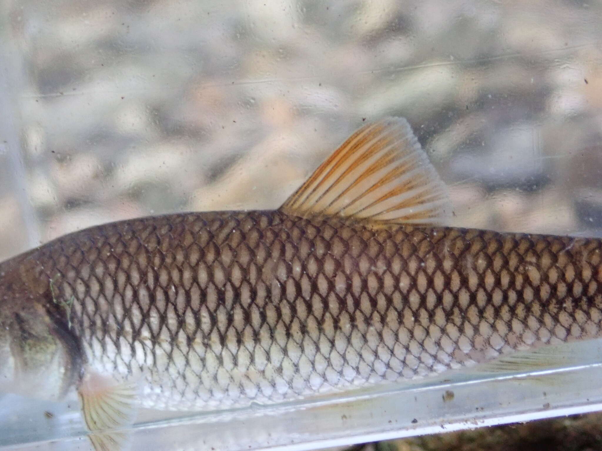 Image of Bluehead Chub