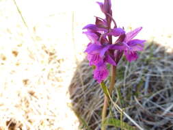 Image de Orchis de Traunsteiner