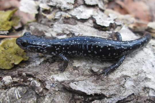 Image of White-spotted Slimy Salamander