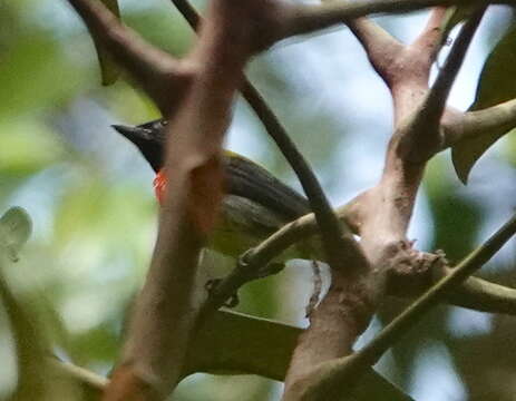 Image of Scarlet-breasted Flowerpecker