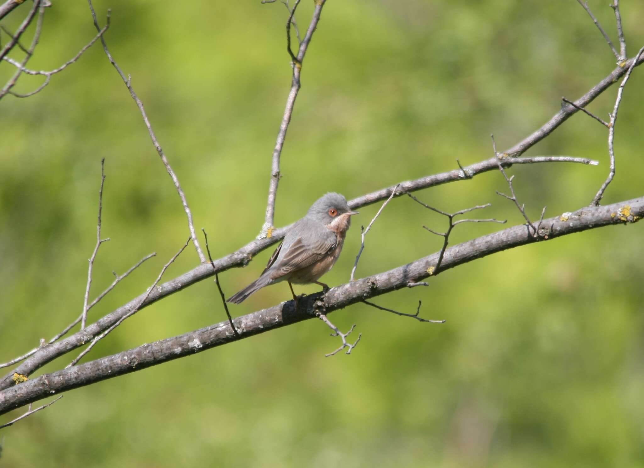 Image of Moltoni's Warbler