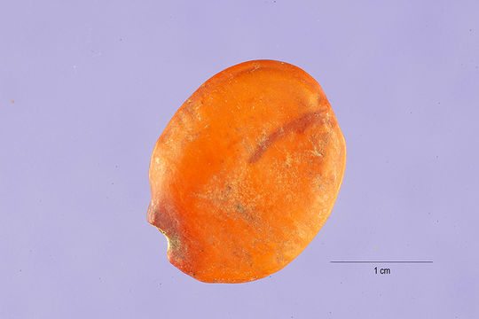 Image of Nandu Wood