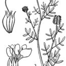 Image of roundhead prairie clover