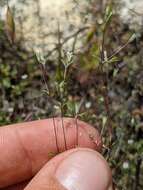 Image of pygmy linanthus