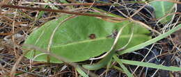 Piloselloides hirsuta (Forsk.) C. Jeffrey ex Cufod.的圖片