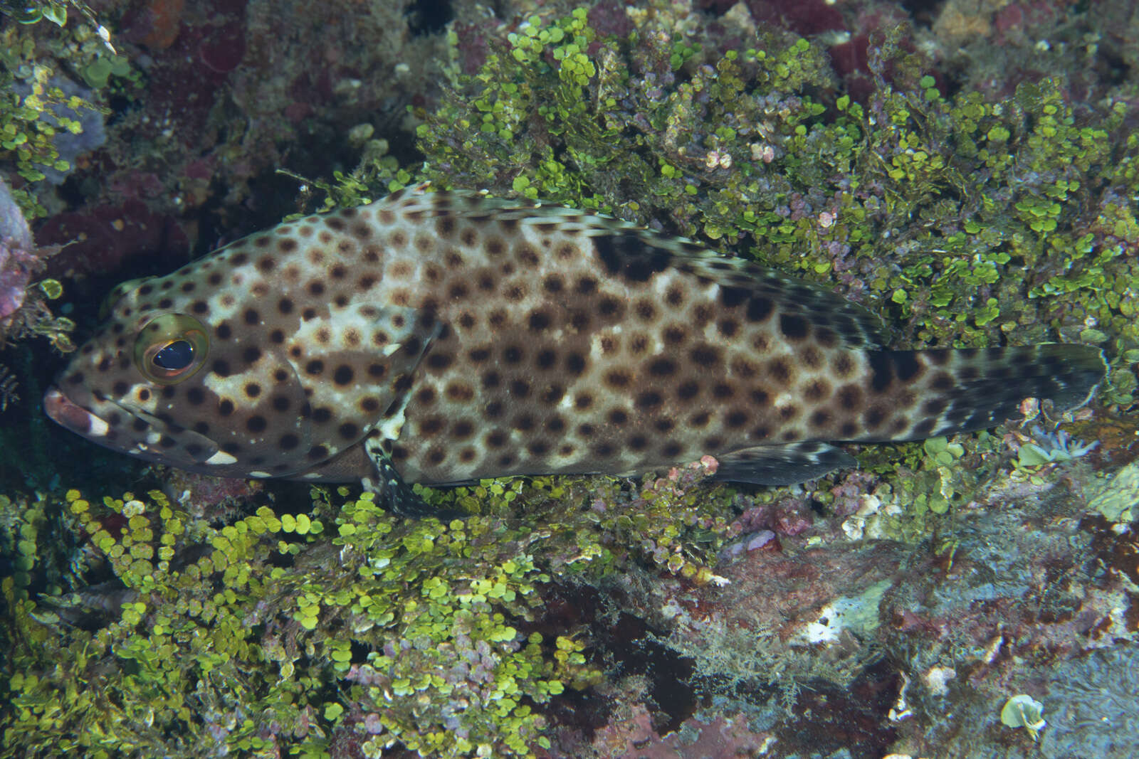 Слика од Epinephelus macrospilos (Bleeker 1855)