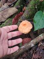 Image of Marasmius berteroi (Lév.) Murrill 1915