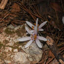 Image of Colchicum pusillum Sieber