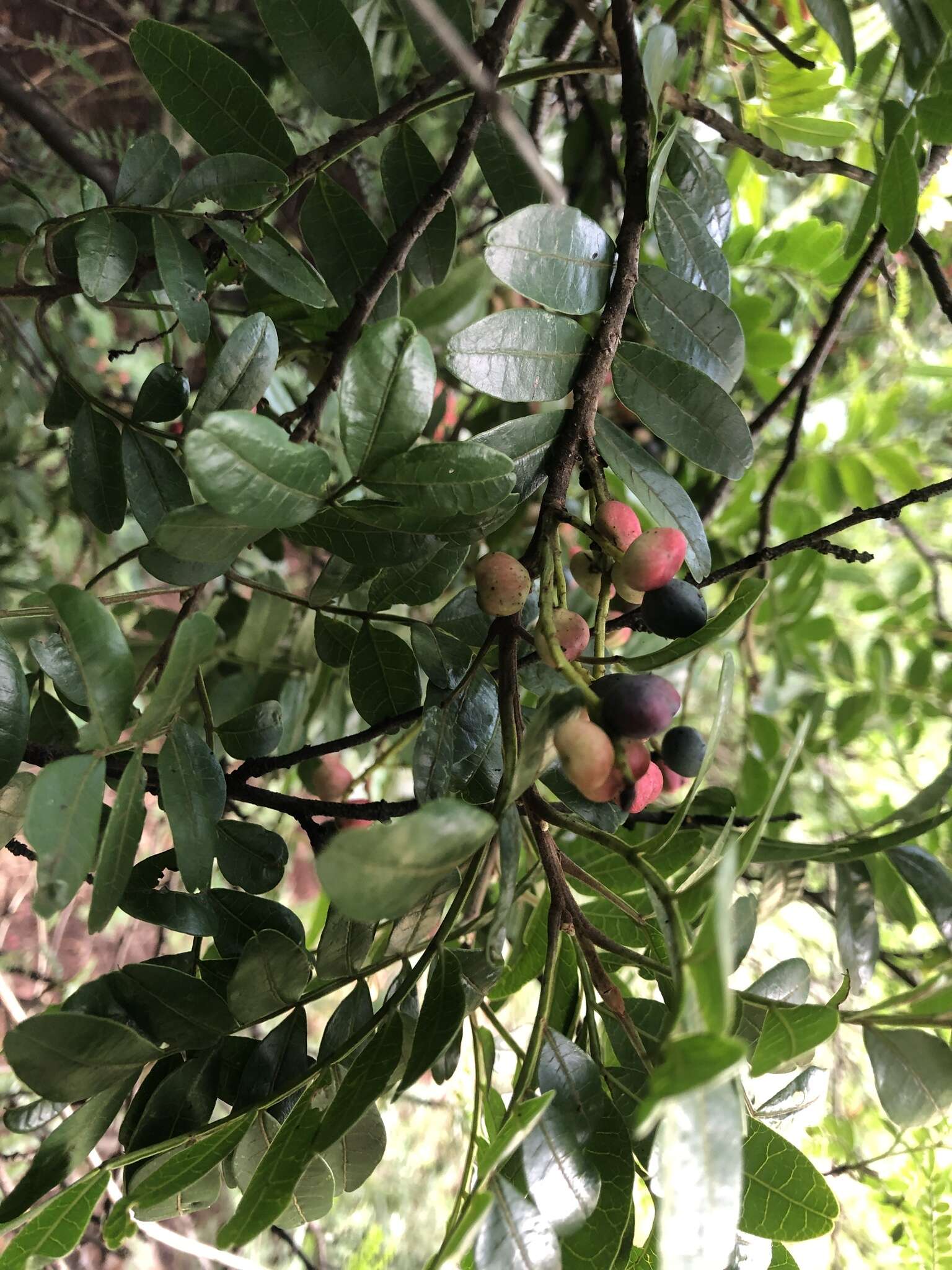 Image of Pistacia weinmannifolia J. Poisson ex Franch.