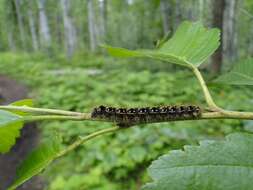 Malacosoma californica Packard 1864的圖片