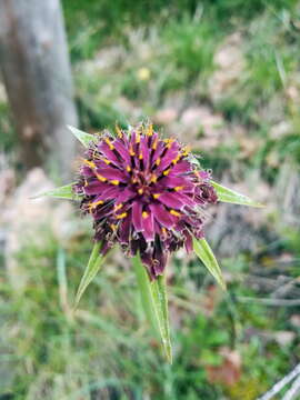 Image of Tragopogon porrifolius subsp. porrifolius